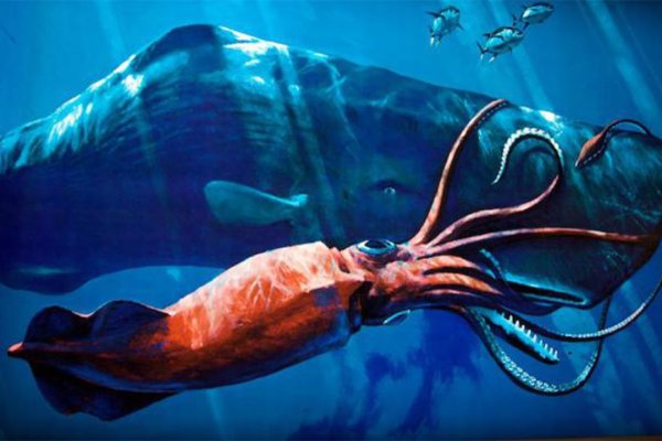 Kraken официальные зеркала